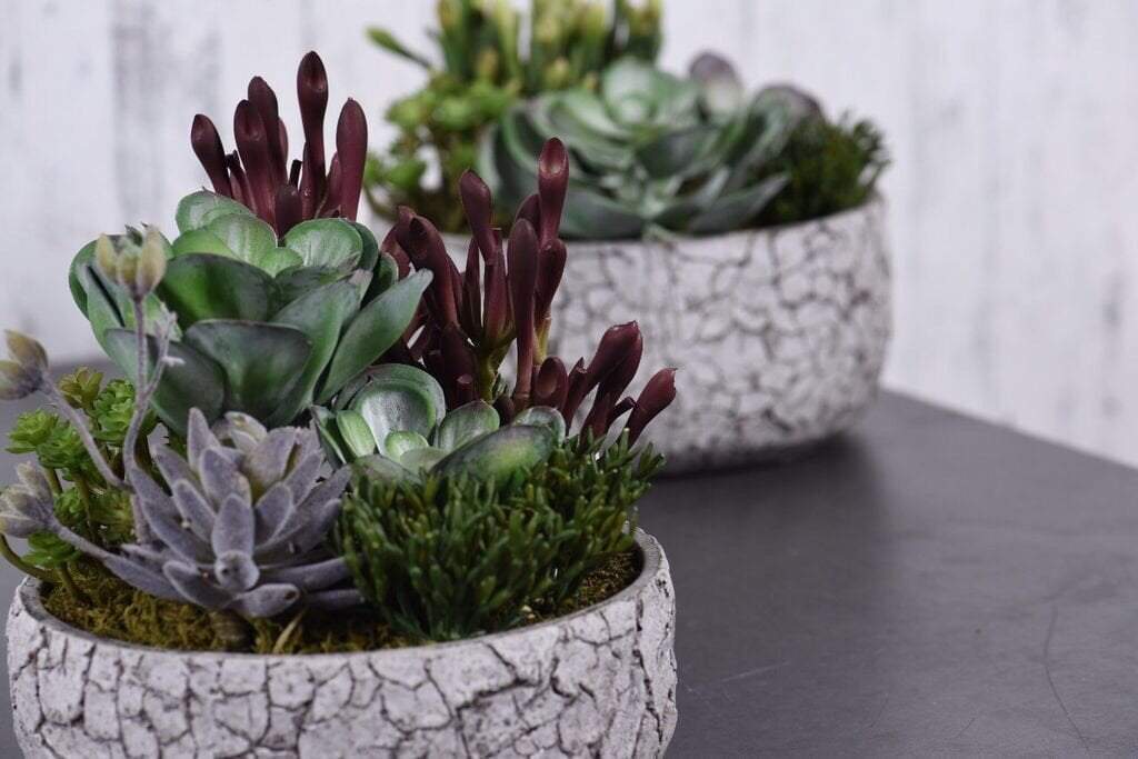 Rustic Succulent Arrangement - Bloomr