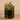 Greenery-Artificial Succulent In Black Pot-Bloomr