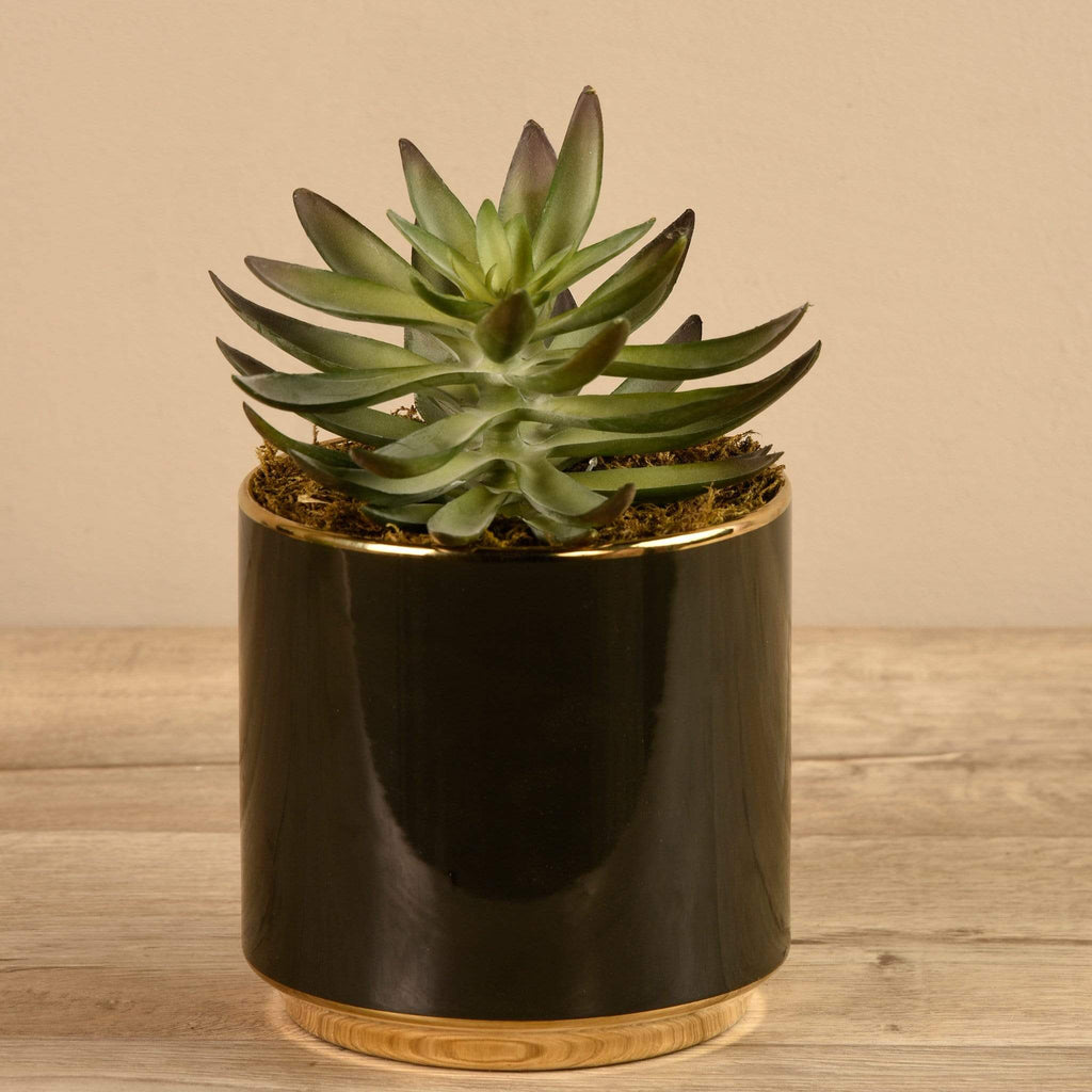 Artificial Succulent In Black Pot - Bloomr