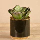 Artificial Succulent In Black Pot - Bloomr