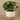 Greenery-Artificial Potted Pancake Plant-Bloomr