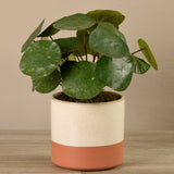 Artificial Potted Pancake Plant - Bloomr