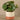 Greenery-Artificial Potted Pancake Plant-Bloomr