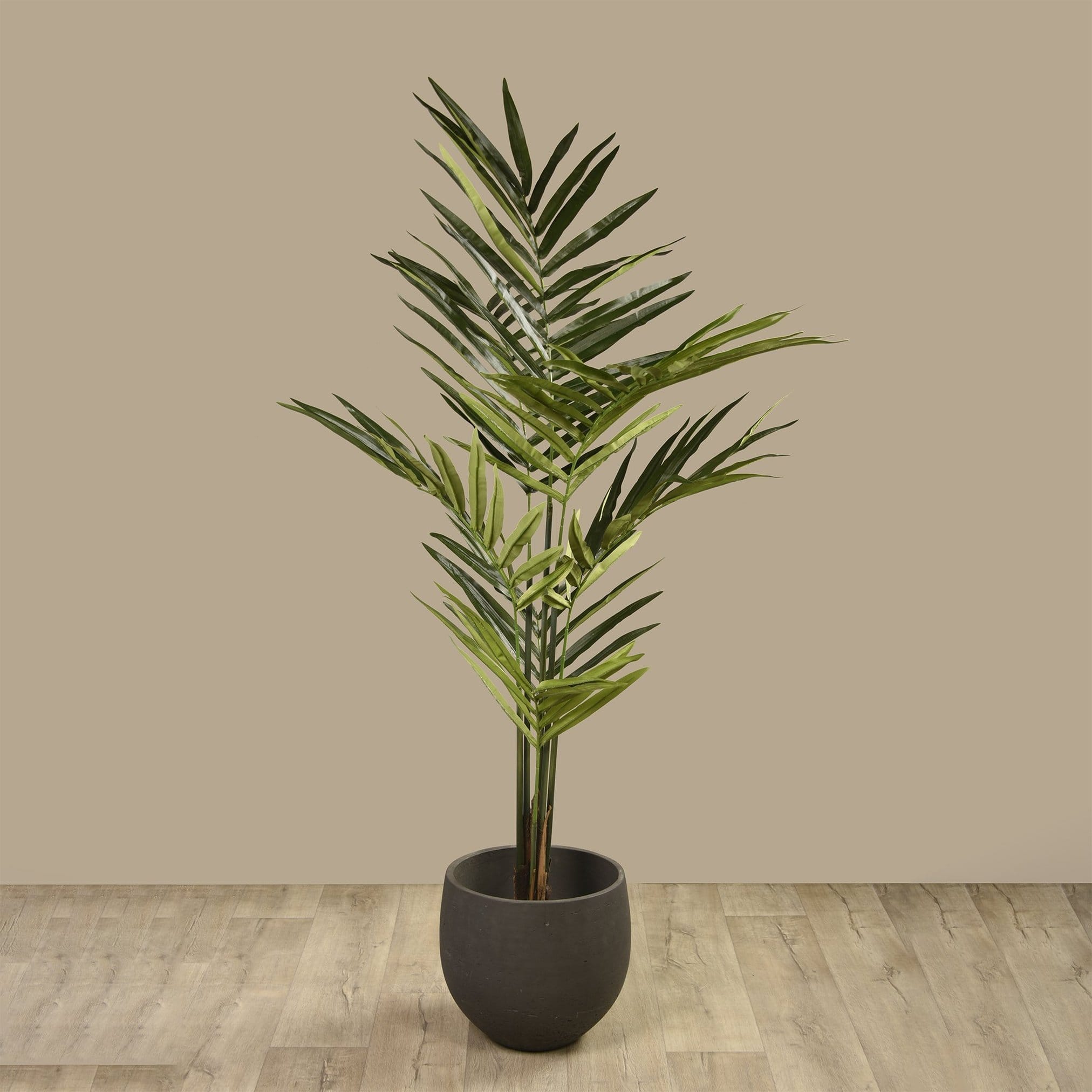 Kentia Palm - Bloomr