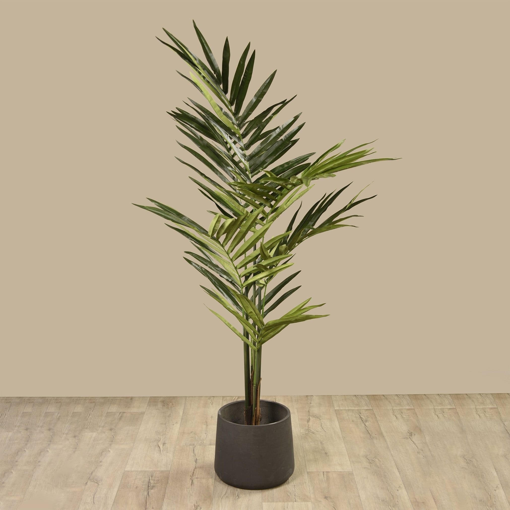 Kentia Palm - Bloomr