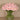 Floral Arrangement-Carnation Arrangement in Glass Vase-Bloomr