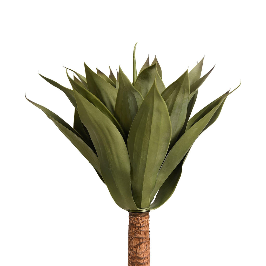 Agave - Bloomr