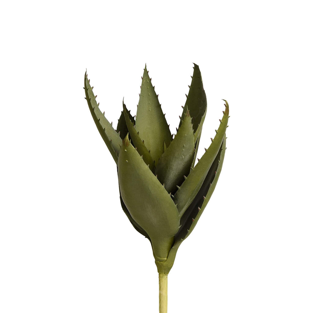 Aloe - Bloomr