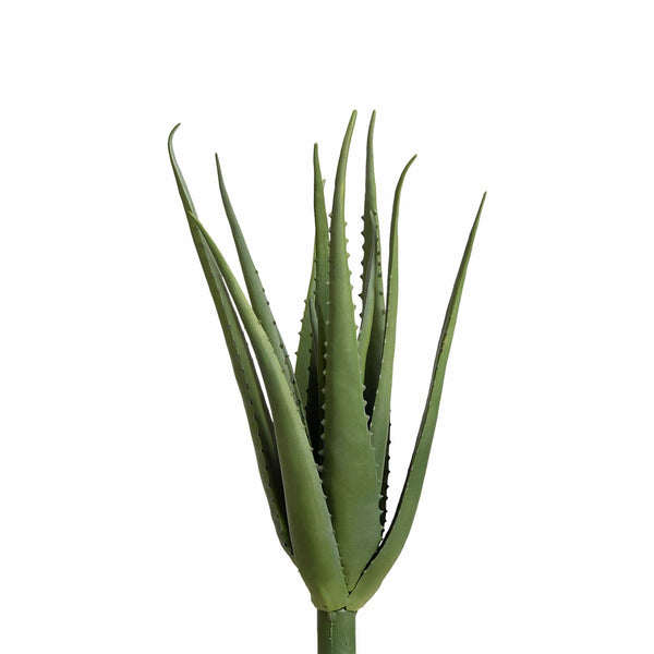 Aloe - Bloomr