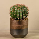 Artificial Potted Round Cactus - Bloomr