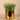 Plants-Artificial Potted Sprout Succulent-Bloomr