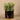 Plants-Artificial Potted Sprout Succulent-Bloomr