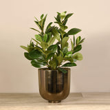 Artificial Potted Watercress - Bloomr