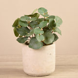 Artificial Potted Eucalyptus - Bloomr