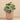 Plants-Artificial Potted Eucalyptus-Bloomr