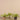 Plants-Vanilla Leaf in Cement Pot-Bloomr