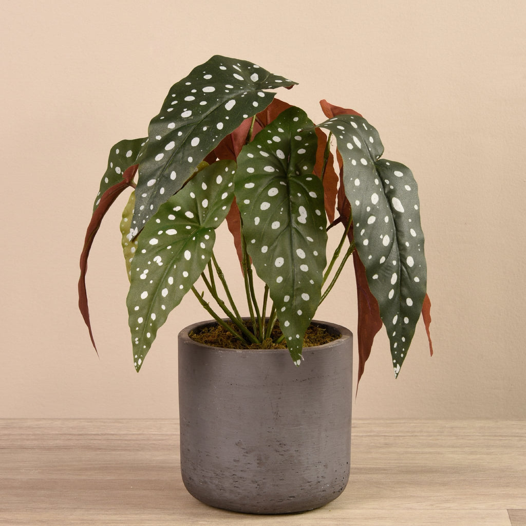 Artificial Begonia Maculata in Cement Pot - Bloomr