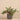 Plants-Artificial Vanilla Leaf in Cement Pot-Bloomr