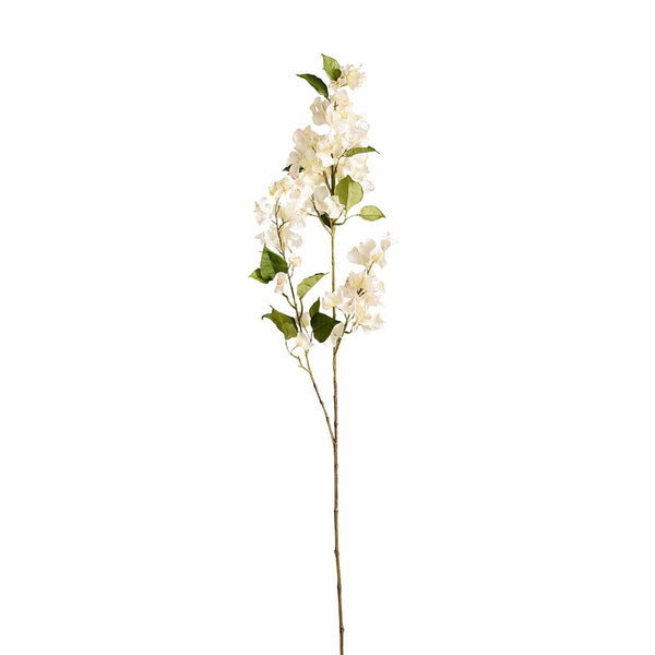 Bougainvillea - Bloomr