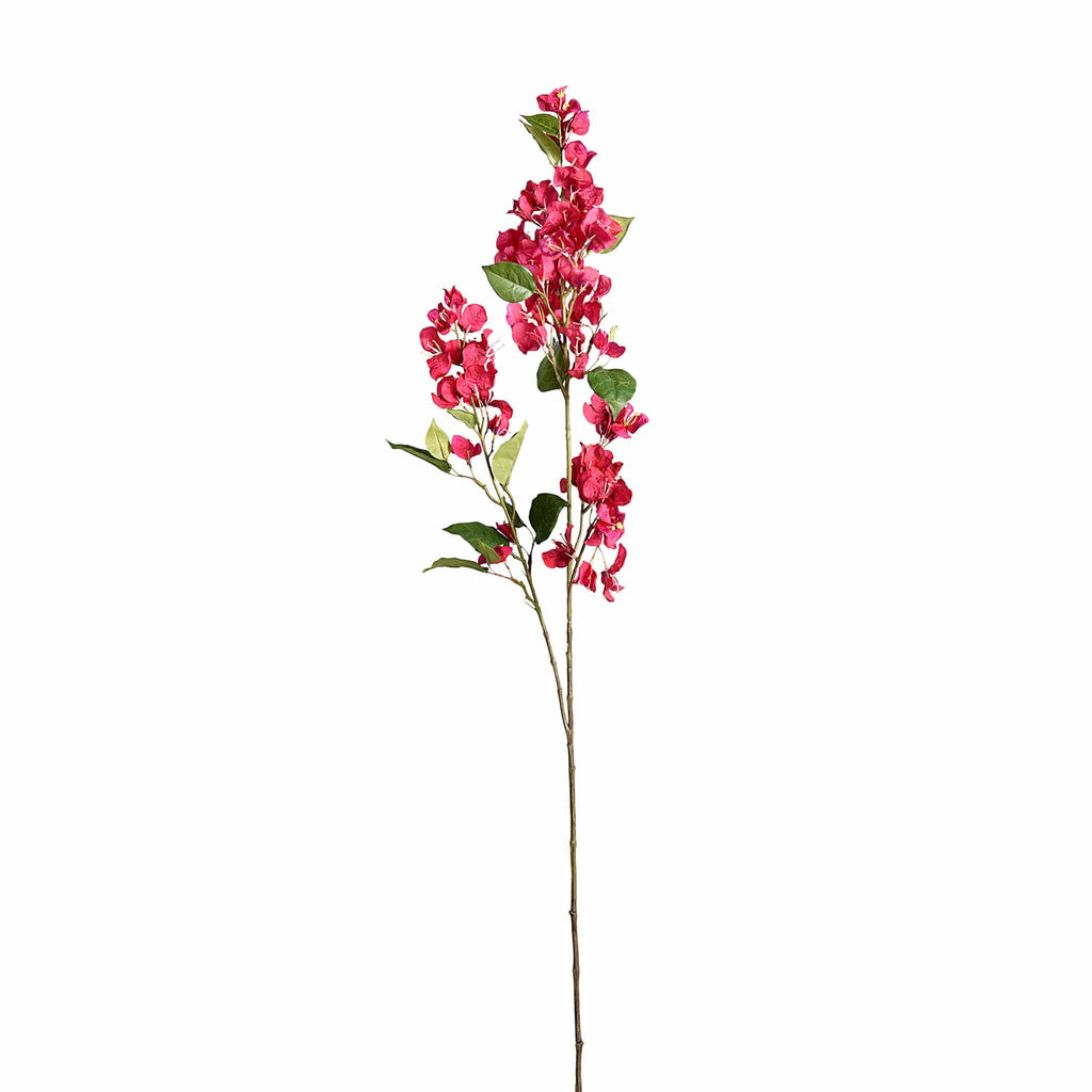 Bougainvillea - Bloomr