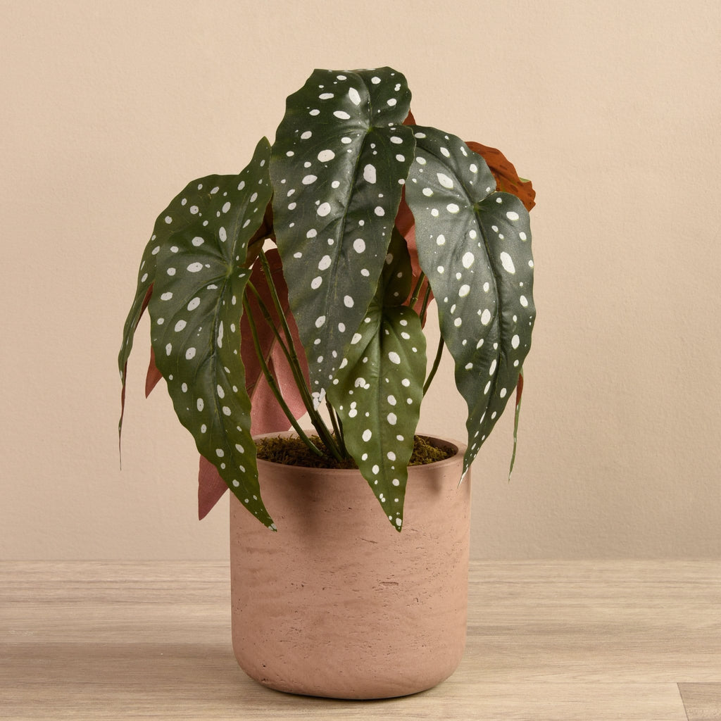 Artificial Begonia Maculata in Cement Pot - Bloomr