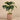 Plants-Artificial Anthurium Plant in Cement Pot-Bloomr