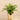 Plants-Artificial Fern in Gold Vase-Bloomr