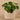 Plants-Artificial Potted Pancake Plant-Bloomr