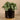 Plants-Artificial Eucalyptus in Black Pot-Bloomr