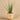 Plants-Potted Aloe-Bloomr