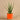 Plants-Potted Aloe-Bloomr