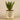 Plants-Potted Aloe-Bloomr