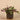 Plants-Artificial Potted Dark Vanilla Leaf Plant-Bloomr