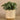 Plants-Artificial Potted Eucalyptus-Bloomr