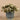 Plants-Potted Fittonia Discontinued-Bloomr