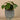 Plants-Potted Pancake Plant-Bloomr