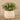 Plants-Potted Silver Fall Plant-Bloomr