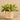 Plants-Artificial Potted Vanilla Leaf Plant-Bloomr