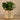 Plants-Artificial Pancake Plant in White & Gold Pot-Bloomr