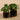 Plants-Artificial Pancake Plant in Black Pot-Bloomr