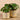 Plants-Artificial Pancake Plant in White & Gold Pot-Bloomr