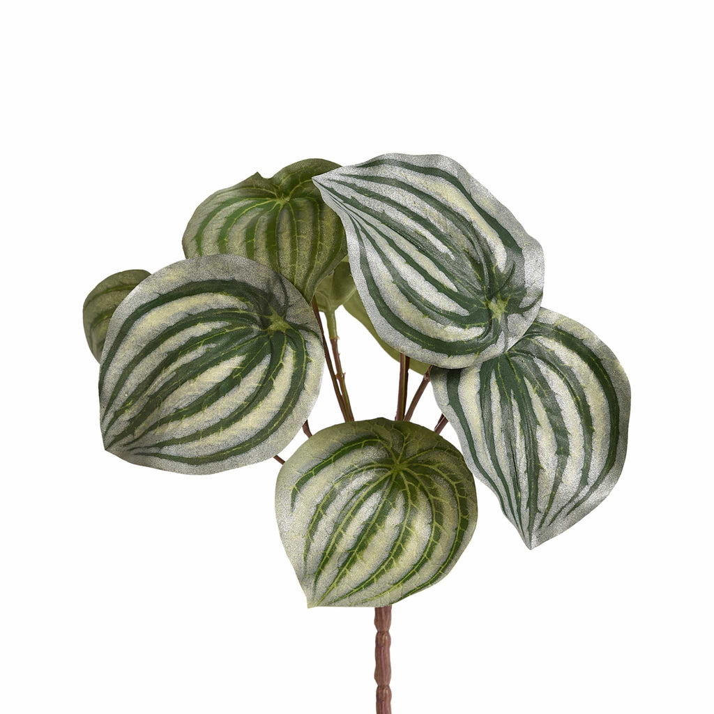 Peperomia - Bloomr