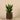 Plants-Potted Agave-Bloomr