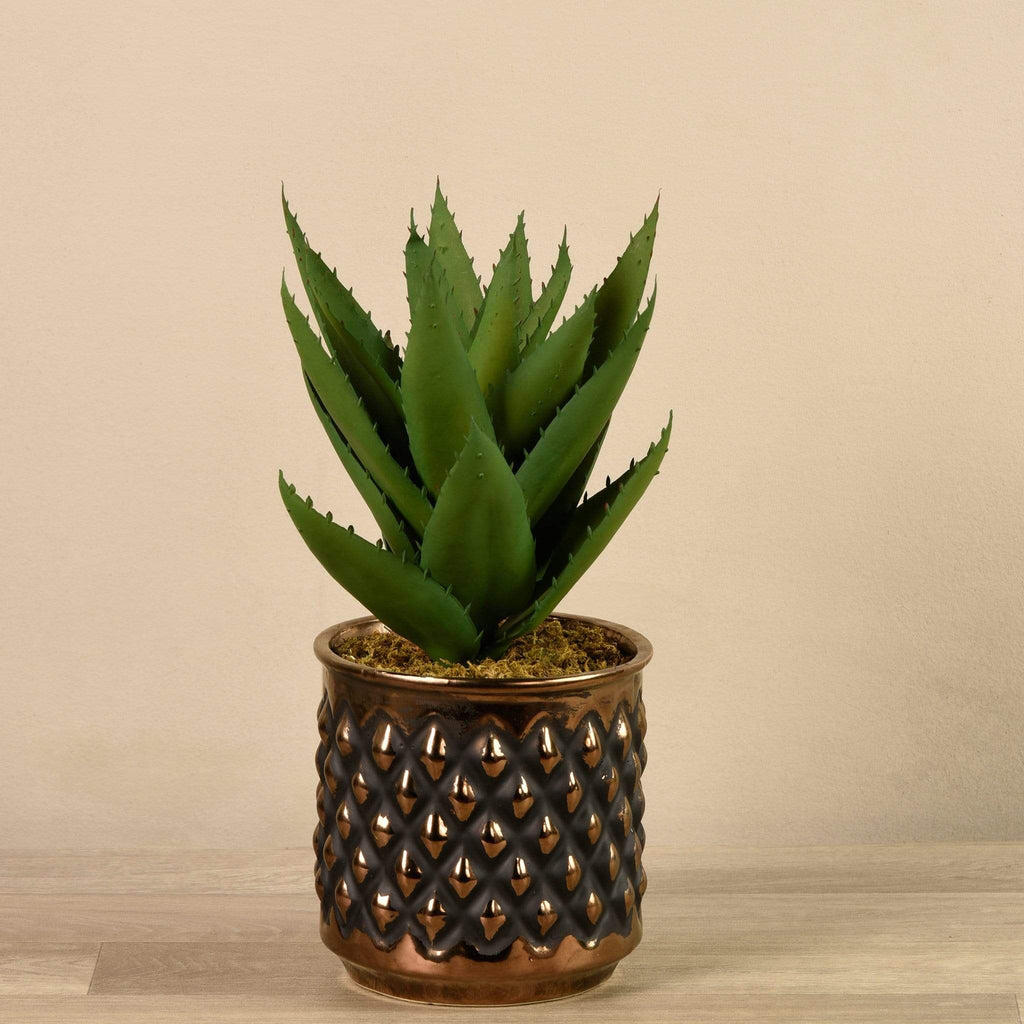 Potted Agave - Bloomr
