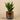 Plants-Artificial Potted Agave-Bloomr