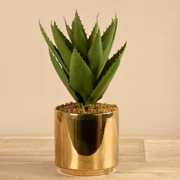 Potted Agave - Bloomr