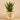 Plants-Potted Agave-Bloomr