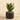 Plants-Potted Agave-Bloomr