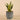 Plants-Potted Aloe-Bloomr