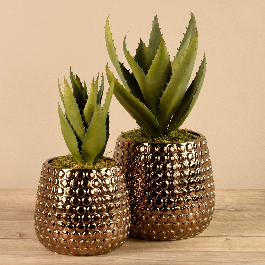 Potted Aloe - Bloomr